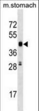 Mouse Cdk18 Antibody western blot of mouse stomach tissue lysates (35 ug/lane). The Cdk18 antibody detected the Cdk18 protein (arrow).
