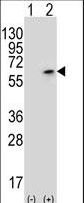 Western blot of PCTK3 (arrow) using rabbit polyclonal PCTK3 Antibody (N40). 293 cell lysates (2 ug/lane) either nontransfected (Lane 1) or transiently transfected (Lane 2) with the PCTK3 gene.