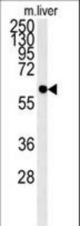 PCYXL Antibody western blot of mouse liver tissue lysates (15 ug/lane). The PCYXL antibody detected PCYXL protein (arrow).