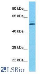 PCYOX1L antibody Western Blot of THP-1. Antibody dilution: 1 ug/ml.