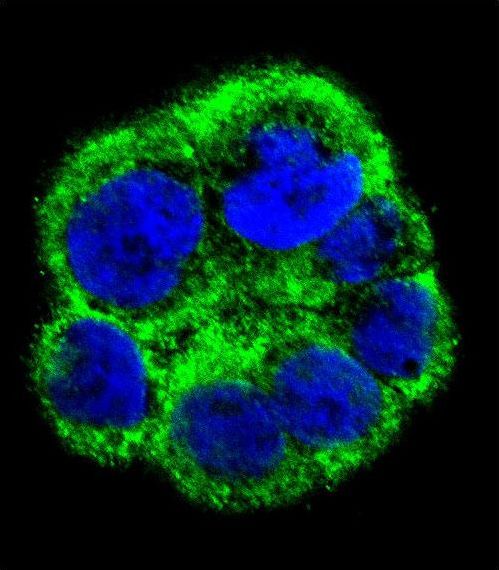 Confocal immunofluorescent of PCYT1A Antibody with WiDr cell followed by Alexa Fluor 488-conjugated goat anti-rabbit lgG (green). DAPI was used to stain the cell nuclear (blue).