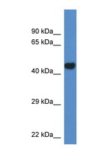 PCYT2 antibody LS-C135296 Western blot of Mouse Heart lysate. Antibody concentration 1 ug/ml.