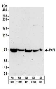 Detection of Mouse and Rat Paf1 by Western Blot. Samples: Whole cell lysate (50 ug) from NIH3T3, TCMK-1, 4T1, CT26.WT, and rat C6 cells. Antibodies: Affinity purified rabbit anti-Paf1 antibody used for WB at 0.2 ug/ml. Detection: Chemiluminescence with an exposure time of 3 minutes.