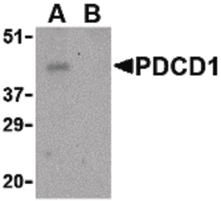 Western blot of PD-1 in THP-1 cell lysate with PD-1 antibody at 1 ug/ml in the (A) absence and (B) presence of blocking peptide.