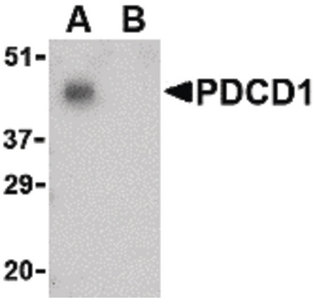 Western blot of PD-1 in THP-1 cell lysate with PD-1 antibody at 1 ug/ml in the (A) absence and (B) presence of blocking peptide.