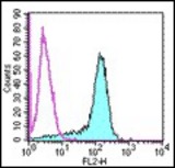 Staining of mouse B7-DC transfected cells with 0.25 ug PE Rat IgG2a isotype control (open histogram) or 0.06 ug PE anti-mouse B7-DC (TY25, colored histogram). Total viable cells were used for analysis.