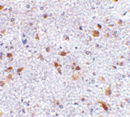 Immunohistochemistry of PDL-2 in mouse brain tissue with PDL-2 antibody at 2.5 ug/ml.