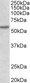PDCD4 antibody (1 ug/ml) staining of nuclear HeLa lysate (35 ug protein in RIPA buffer). Primary incubation was 1 hour. Detected by chemiluminescence.