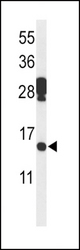 Western blot of PDCD5 Antibody in mouse testis tissue lysates (35 ug/lane). PDCD5 (arrow) was detected using the purified antibody.