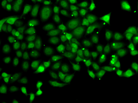 Immunofluorescence blot of MCF7 cell using PDCD5 antibody.