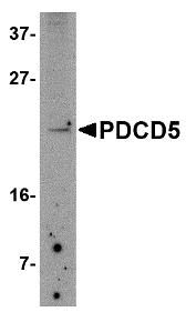 Western blot of PDCD5 in Jurkat cell lysate with PDCD5 antibody at 2.5 ug/ml