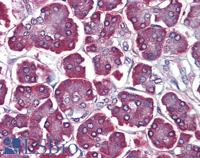 Anti-PDCD5 antibody IHC of human pancreas. Immunohistochemistry of formalin-fixed, paraffin-embedded tissue after heat-induced antigen retrieval. Antibody LS-B4167 concentration 5 ug/ml.