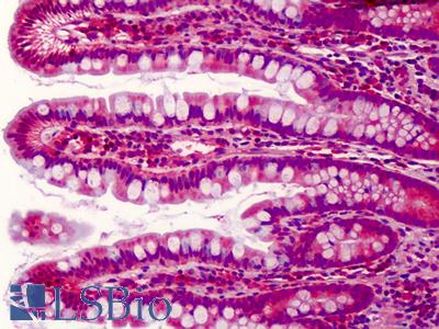 Anti-PDCD5 antibody IHC of human small intestine. Immunohistochemistry of formalin-fixed, paraffin-embedded tissue after heat-induced antigen retrieval. Antibody LS-B4167 concentration 5 ug/ml.