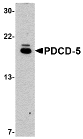 Western blot of PDCD5 in EL4 cell lysate with PDCD5 antibody at 1 ug/ml.