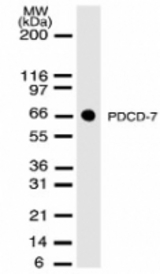 Western blot of 30 ug of total cell lysate from NIH-3T3 cells with antibody at 2 ug/ml dilution.