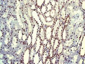 IHC of paraffin-embedded human kidney tissue using anti-PDCD7 antibody.