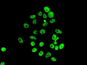 Immunofluorescent staining of MCF-7 cells using anti-PDCD7 antibody.