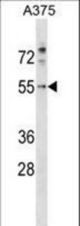 PDCD7 Antibody western blot of A375 cell line lysates (35 ug/lane). The PDCD7 antibody detected the PDCD7 protein (arrow).