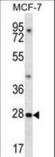 PDCL3 Antibody western blot of MCF-7 cell line lysates (35 ug/lane). The PDCL3 antibody detected the PDCL3 protein (arrow).