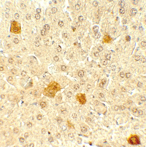 Immunohistochemistry of PDCL3 in mouse liver tissue with PDCL3 antibody at 5 ug/mL.