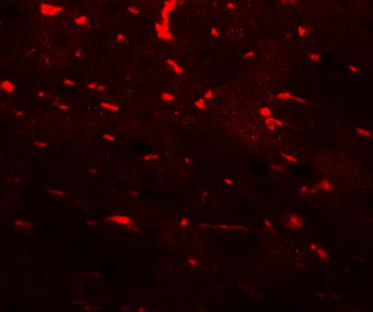 Immunofluorescence of PDCL3 in mouse liver tissue with PDCL3 antibody at 20 ug/mL.