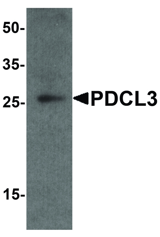 Western blot analysis of PDCL3 in human brain tissue lysate with PDCL3 antibody at 1 ug/ml.