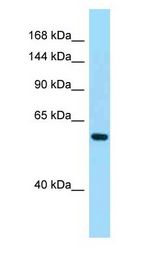 PDE11A antibody Western Blot of HeLa.