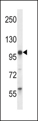 PDE11A Antibody western blot of mouse stomach tissue lysates (35 ug/lane). The PDE11A antibody detected the PDE11A protein (arrow).