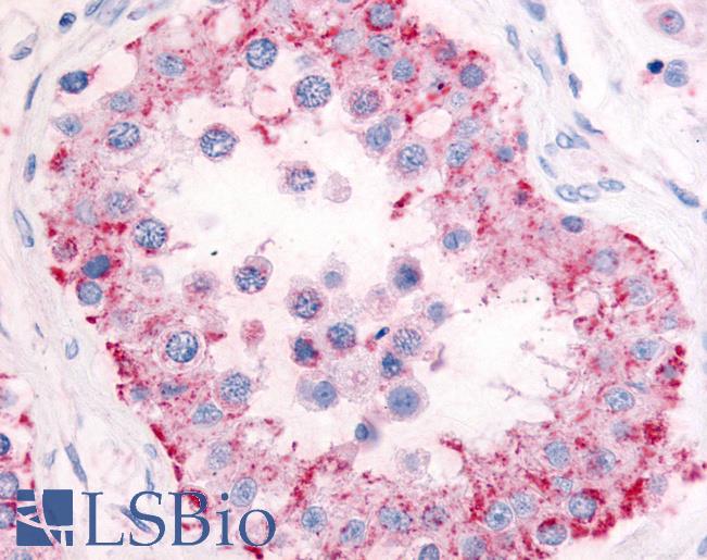 Anti-PDE11A antibody LS-A746 IHC of human testis. Immunohistochemistry of formalin-fixed, paraffin-embedded tissue after heat-induced antigen retrieval.