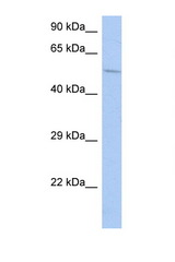 PDE1B antibody LS-C112315 Western blot of HT1080 Cell lysate. Antibody concentration 1 ug/ml.
