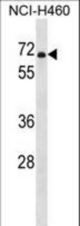 PDE1B Antibody western blot of NCI-H460 cell line lysates (35 ug/lane). The PDE1B antibody detected the PDE1B protein (arrow).
