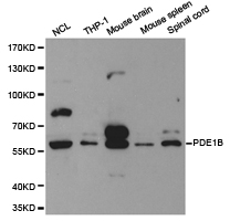 Western blot of extracts of various cell lines, using PDE1B antibody.