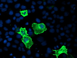Anti-PDE1B mouse monoclonal antibody immunofluorescent staining of COS7 cells transiently transfected by pCMV6-ENTRY PDE1B.