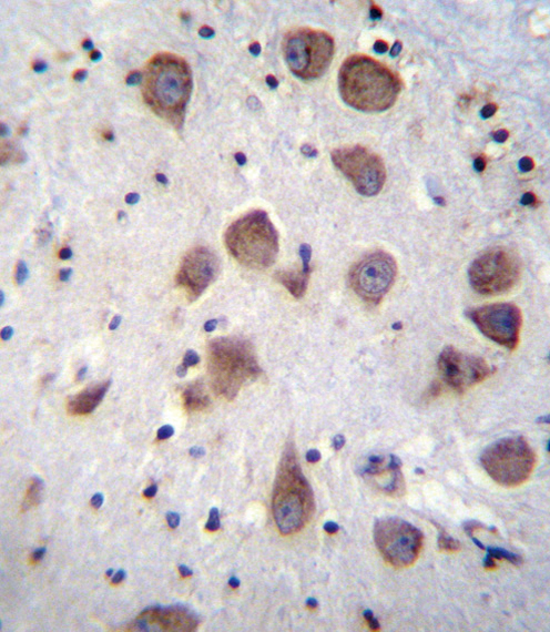 PDE1B Antibody immunohistochemistry of formalin-fixed and paraffin-embedded human brain tissue followed by peroxidase-conjugated secondary antibody and DAB staining.