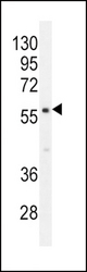 PDE1B Antibody western blot of mouse brain tissue lysates (35 ug/lane). The PDE1B antibody detected the PDE1B protein (arrow).