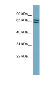 PDE1C antibody LS-C107755 Western blot of HepG2 cell lysate.