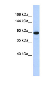 PDE3A antibody LS-C110937 Western blot of MCF7 cell lysate.