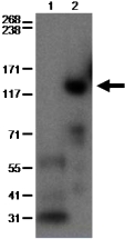 Lysates prepared from mouse heart (lane 1) or lymph node cells (lane 2) were run under reducing conditions on a 3-8% Tris-Acetate gel. The membrane was probed with 2 ug/mL anti-mouse PDE3B (SMCP3B), followed by HRP-conjugated anti-rat IgG.