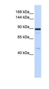 PDE3B antibody LS-C110938 Western blot of 293T cell lysate.