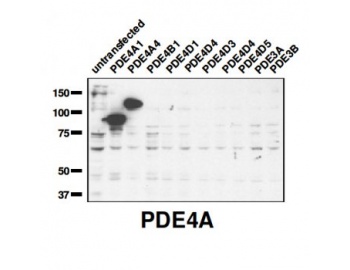 Western blot of PDE4A antibody (1:2,000) against lysate from COS cells transfected with the indicated human PDE isoform.