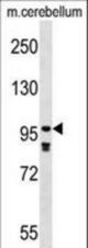 PDE4A Antibody western blot of mouse cerebellum tissue lysates (35 ug/lane). The PDE4A antibody detected the PDE4A protein (arrow).
