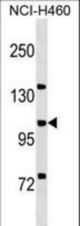 MCF2L Antibody western blot of NCI-H460 cell line lysates (35 ug/lane). The MCF2L antibody detected the MCF2L protein (arrow).