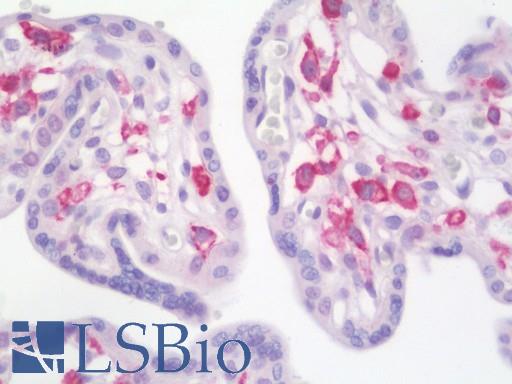 Anti-PDE4B antibody IHC staining of human placenta. Immunohistochemistry of formalin-fixed, paraffin-embedded tissue after heat-induced antigen retrieval. Antibody LS-B11018 concentration 10 ug/ml.