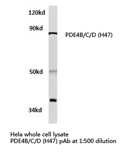 Western blot of PDE4B/C/D (H47) pAb in extracts from HeLa cells.