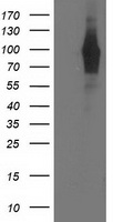HEK293T cells were transfected with the pCMV6-ENTRY control (Left lane) or pCMV6-ENTRY PDE4B (Right lane) cDNA for 48 hrs and lysed. Equivalent amounts of cell lysates (5 ug per lane) were separated by SDS-PAGE and immunoblotted with anti-PDE4B.