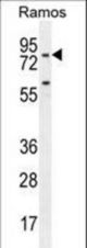 PDE4B Antibody western blot of Ramos cell line lysates (35 ug/lane). The PDE4B antibody detected the PDE4B protein (arrow).
