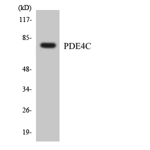 Western blot of the lysates from HeLa cells using PDE4C antibody.