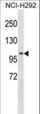 PDE4C Antibody western blot of NCI-H292 cell line lysates (35 ug/lane). The PDE4C antibody detected the PDE4C protein (arrow).