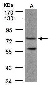 Sample (30 ug of whole cell lysate). A:293T. 7.5% SDS PAGE. PDE4C antibody diluted at 1:1000