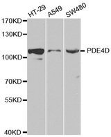 Western blot analysis of extracts of various cell lines, using PDE4D antibody.